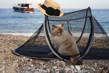 British cat in a transparent tent on the beach - 680091091