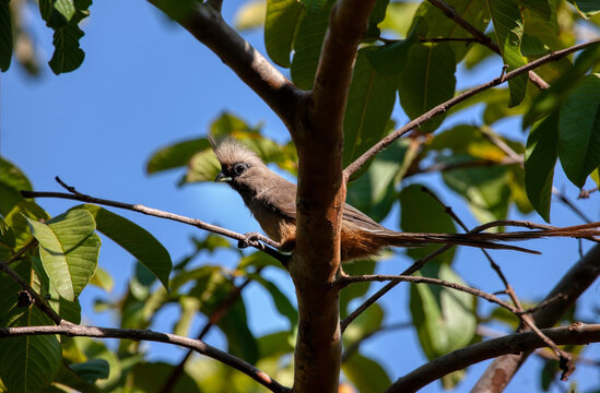 Speckled Mousebird in the natural environment