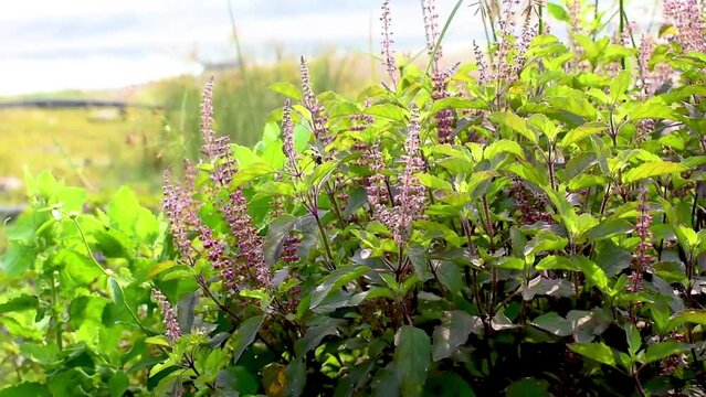 Holy basil, Sacred basil, Ocimum sanctum L ,Green leaves and small flowers of Ocimum tenuiflorum