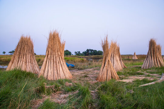 Many Jute sticks are stacked for sun drying in a field at Sadarpur, Faridpur, Bangladesh. One and only Jute cultivation is in Faridpur, Bangladesh