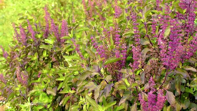Holy basil, Sacred basil, Ocimum sanctum L ,Green leaves and small flowers of Ocimum tenuiflorum