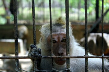 Monkey in a cage, monkey cute