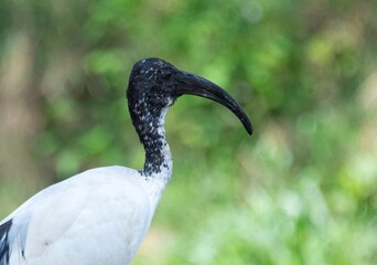 close up head shot of a Sacred Ibis in Africa