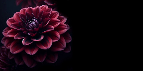 Blossoming dahlia flower on a dark background. Generative AI.