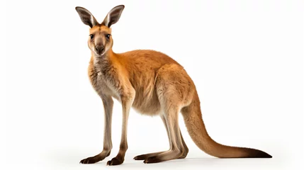 Deurstickers Kangaroo © Cedar