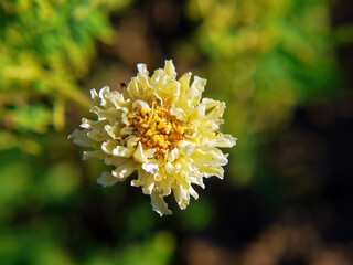 Yellow flowers in the garden