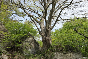 秋田七座山にて３４