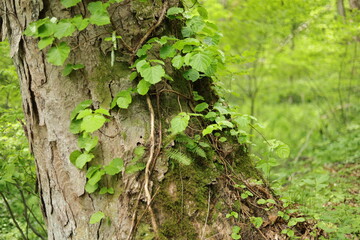 秋田七座山にて２８