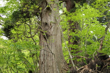 秋田七座山にて２４