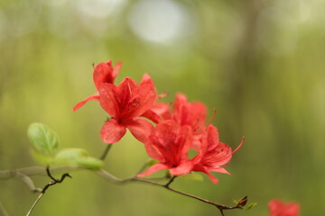 秋田七座山にて１１