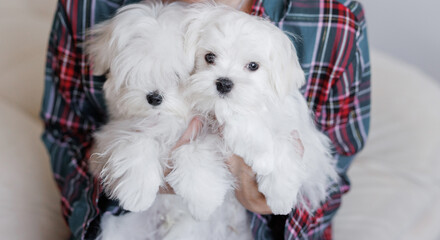 Cute small white puppies of the Maltez breed plays, rests and licks his lips on the bed.