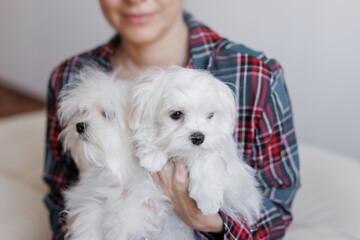 Cute small white puppies of the Maltez breed plays, rests and licks his lips on the bed.