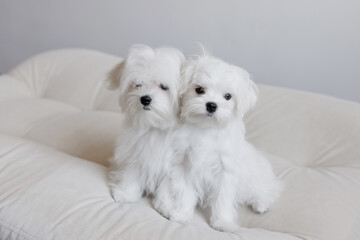 Cute small white puppies of the Maltez breed plays, rests and licks his lips on the bed.
