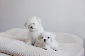 Cute small white puppies of the Maltez breed plays, rests and licks his lips on the bed.