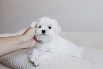 Cute small white puppies of the Maltez breed plays, rests and licks his lips on the bed.