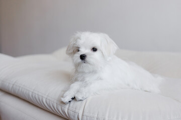 Cute small white puppies of the Maltez breed plays, rests and licks his lips on the bed.