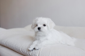 Cute small white puppies of the Maltez breed plays, rests and licks his lips on the bed.