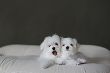Cute small white puppies of the Maltez breed plays, rests and licks his lips on the bed.