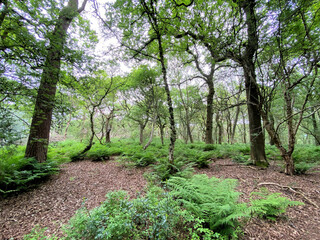 A view of the Cheshire Countryside at Beeston