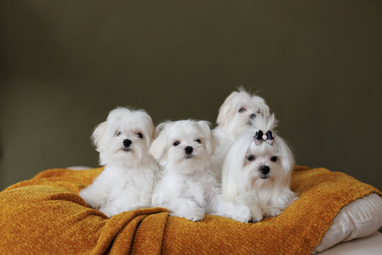 Cute small white puppies of the Maltez breed plays, rests and licks his lips on the bed.