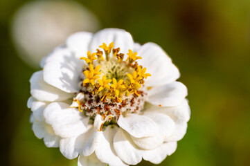 Obraz premium Flower with white petals and yellow pollen stalks.