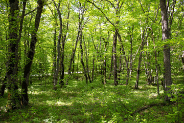 Beautiful green spring forest.