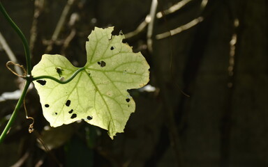 dry leaf hanging from branch with sunlight in garden on autumn season