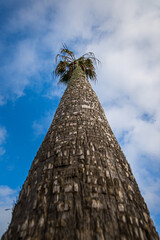 Obraz premium tree on the sky