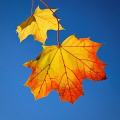 Beautiful colourful autumn leaves of trees. Nature with forest and colourful trees in autumn season. Concept for the season and the environment.