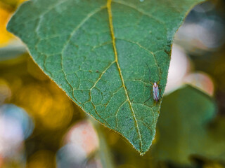 leaf, water, nature, drop, plant, dew, grass, macro, rain, leaves, drops, spring, wet, garden, flower, summer, close-up, droplet, green, morning, flora, environment, fresh, closeup, reflection