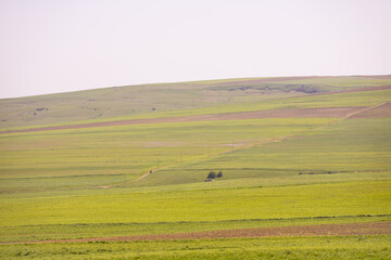 Green field with trees.