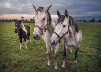 two horses on the meadow