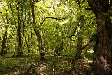 Obraz premium Beautiful green spring forest.