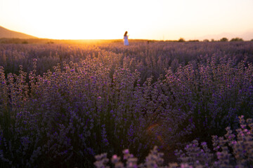 Rows of purple lavender at sunset.
