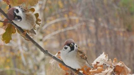 Two sparrows on an oak branch in the autumn forest.