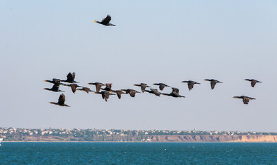 The great cormorant (Phalacrocorax carbo), flies over the water, bird migration Ukraine