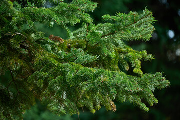 Taxus baccata