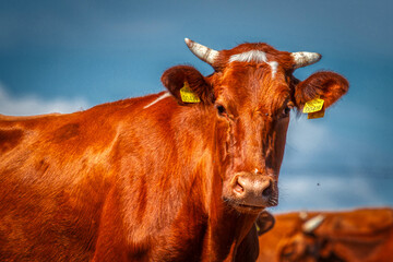 Norwegian red cow