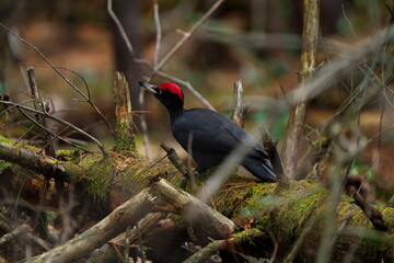 エサを探すクマゲラの雄