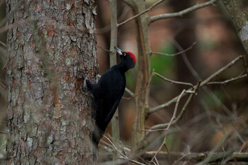 エサを探すクマゲラの雄