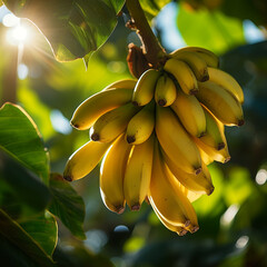 Close-up de bananas em um ramo de árvore, com a luz solar delicadamente refletindo sobre elas.
