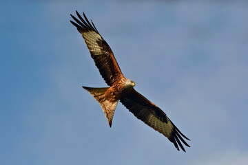 Obraz premium Rotmilan // Red kite (Milvus milvus)