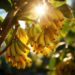 Close-up de bananas em um ramo de árvore, com a luz solar delicadamente refletindo sobre elas.