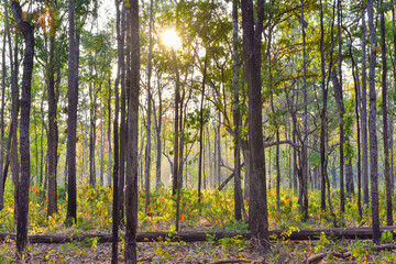 sunlight with trees in the forest 