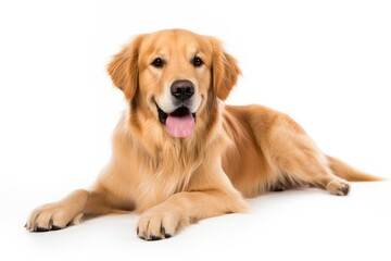 Golden Retriever cute dog isolated on white background