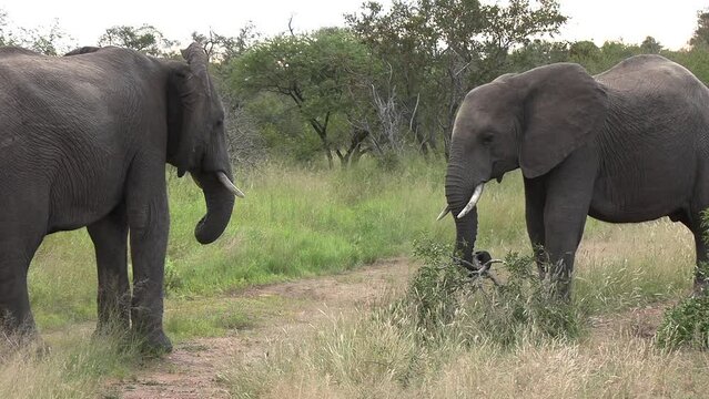 Young elephants hold branch with tusks playing tug of war back and forth on dirt road