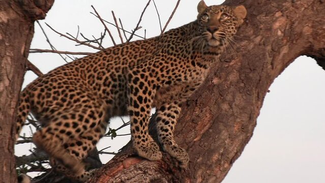 A leopard climbing higher in a tree in Africa.