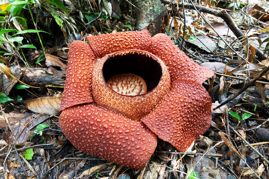 Close up of tropical giant flower Rafflesia keithii also know as corpse flower