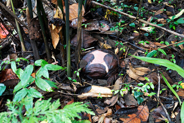 Rafflesia flower bud in natural habitat
