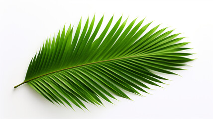 Obraz premium green palm leaves isolated on white background